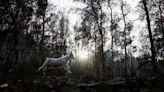 Un rebaño de cabras, escudo natural contra la amenaza de incendios forestales en Chile