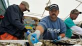 Renowned Cape Cod shucker William 'Chopper' Young on how to safely shuck an oyster quickly