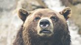 Grizzly euthanized after getting too close to people and damaging boats, officials say