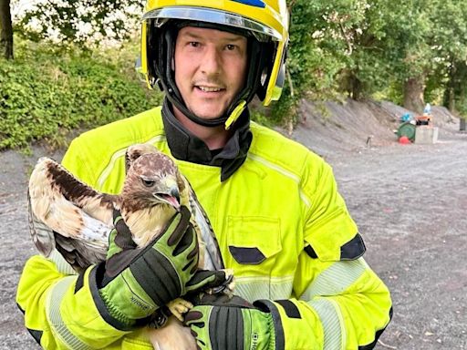 Millie the hawk rescued from tree by firefighters