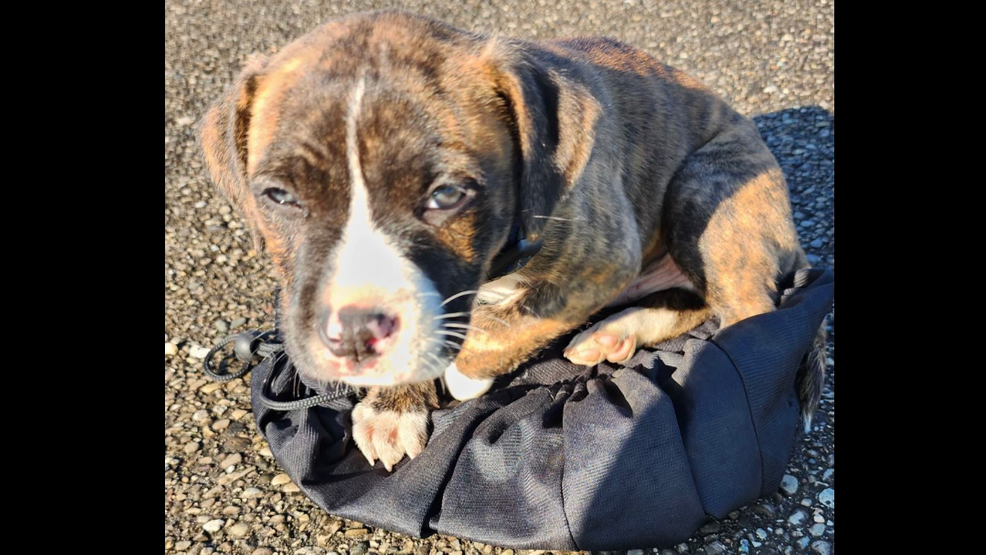 Sheriff, dog warden want to find to find person who left puppy tied up in sack