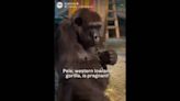 22-year-old mama gorilla is pregnant again at Utah zoo. See Pele and her ultrasound