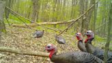 Maintaining balance: How turkey hunting and fishing season are timed by hatches