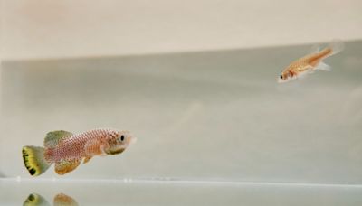 Scientists unravel diapause's evolution in African turquoise killifish
