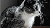 El misterio detrás de los gatos “salmiak”: científicos revelan una mutación genética única en felinos