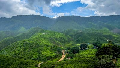 Rediscovering Cameron Highlands: A sanctuary where nature’s beauty thrives