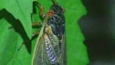 Parts of Maryland to see one of the cicada broods coming this year