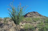 Phoenix Mountains Preserve