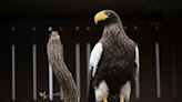 National Aviary reveals updated habitats for Steller’s Sea Eagle Kodiak, bald eagles