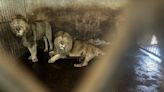 阜陽野生動物園內大量老虎獅子非正常死亡 存活動物陷生存危機