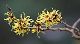 Future leaping robots could take a cue from seed-launching witch hazel plants