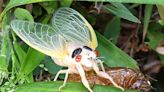 Strange fungus turns periodical cicadas into sex-crazed zombies | Chattanooga Times Free Press