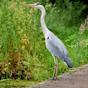 blauwe Reiger