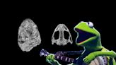 Kermit the Proto-Frog? Scientists name ancient amphibian ancestor after the iconic Muppet