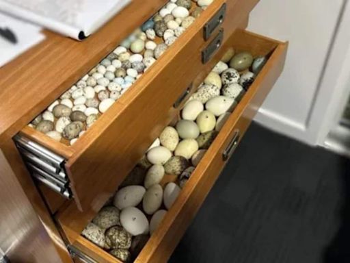 More than 3000 endangered birds eggs got seized during raid in Tasmania