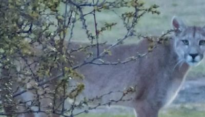 Video: una familia de turista se enfrentó cara a cara con un enorme puma en El Chaltén | Por las redes