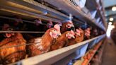 MDHHS recommending dairy, poultry farms stop tours amid avian flu outbreak