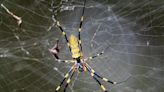 Joro spiders, huge and invasive, spreading around eastern US, study finds