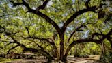 'Prettiest country': Newly preserved Creek Ranch symbolizes natural Florida