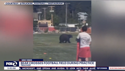 Watch bear walk onto the Truckee High School football field during practice