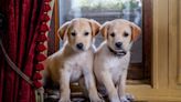 Fairmont Copley Plaza hosted a glamorous photo shoot for these local rescue animals