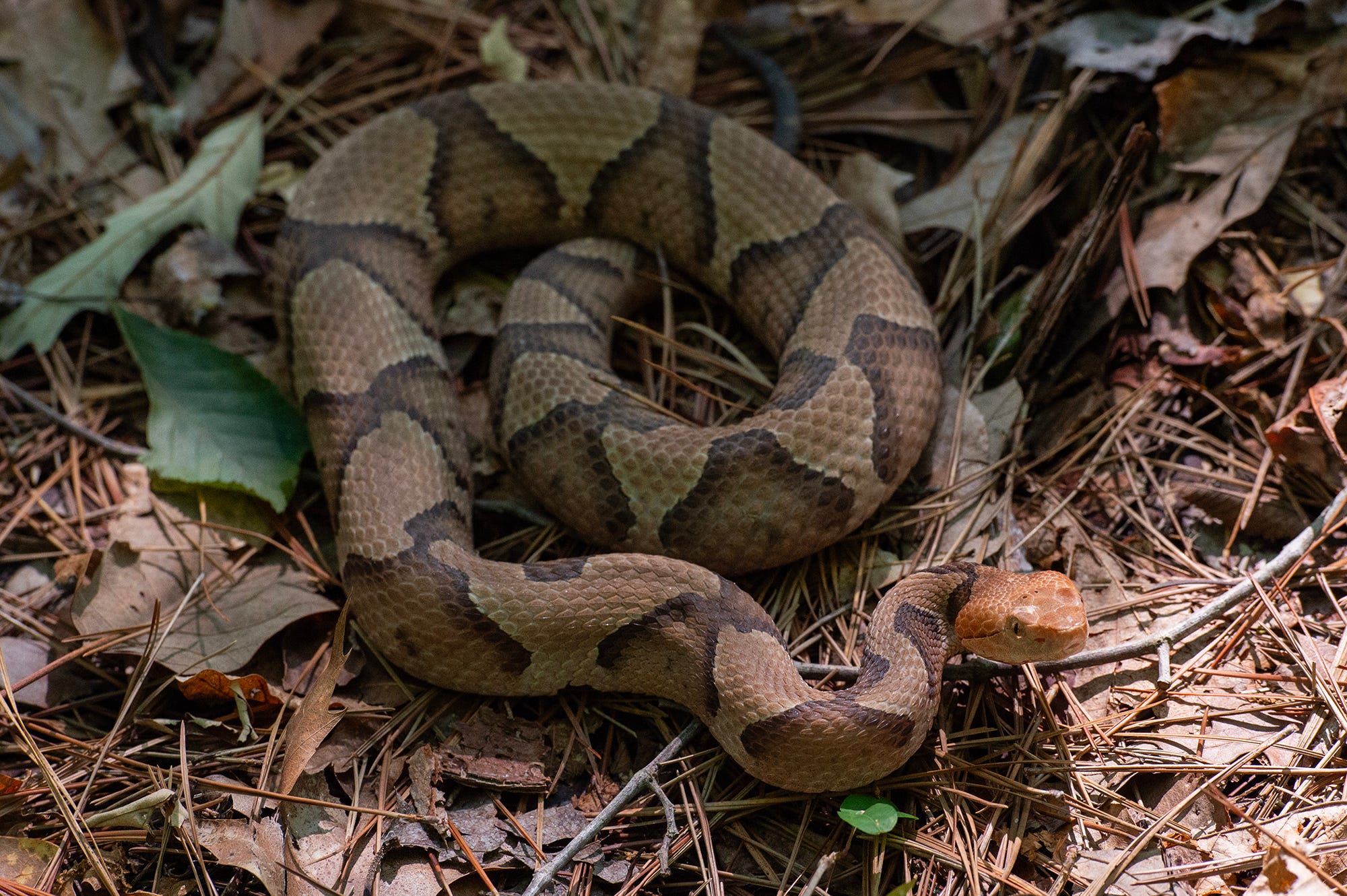 6 venomous snakes in SC, Greenville: What to know about rattlesnakes, copperheads, more
