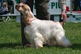 Cocker Spaniel