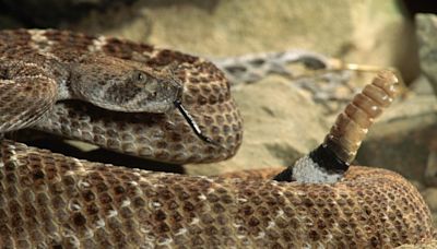 ‘No need to be so scared,’ man apparently says hours before venomous snake bites him