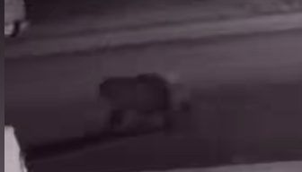 Bear spotted in Greeley early Monday morning; Wildlife officials believe it is no longer in the area