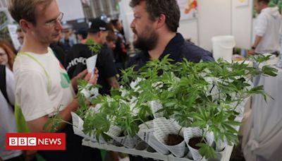 Descriminalização da maconha: quais são as regras em países que descriminalizaram ou legalizaram