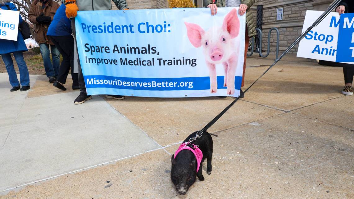 Does Mizzou med school train doctors on live pigs? What to know about protest campaign