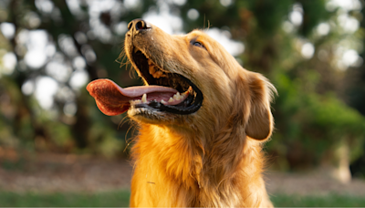 Golden Retriever Takes Impromptu 'Adventure' on House Roof and Total Drama Ensues