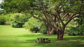 Fast-Growing Shade Trees for Dappled Sunlight Where You Want It