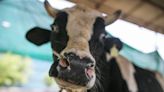 Brasil detiene exportación de carne roja a China por caso de vaca loca