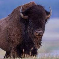 83-Year-Old Gored by Bison At Yellowstone National Park