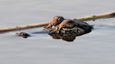 Florida man runs over alligator with car, forcing it to release friend caught in its jaws