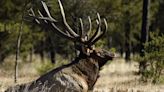 Apply for limited Michigan elk, bear hunting licenses now