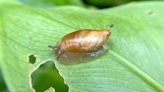 Gardening pro shows off £5 two-ingredient plant solution slugs 'won't go near'