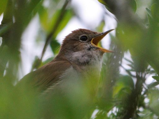 The nightingale is nature's sovereign of song