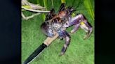 Watch: Crab steals knife from camper in nighttime raid