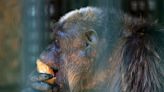 Con paletas de hielo mitigan ola de calor en zoológicos en México