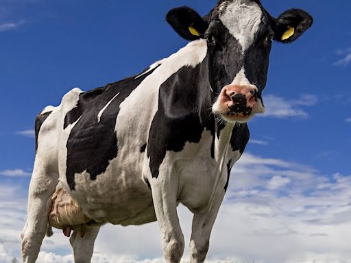 ‘Cow flu’ that is rapidly mutating takes 'step towards infecting humans'