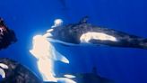 Vídeo: Orcas cercam tubarão-baleia e miram no fígado em ataque mortal, no México; entenda 'modus operandi'