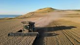 Paris wheat falls as welcome rain forecast for dry Russian crops