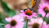 Pollinators can be 'wings of life'