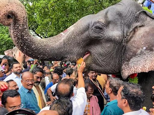 Elephant Brought For Telugu Movie Shoot Runs Into Forest, Found 12 Hours Later