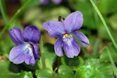 Viola odorata