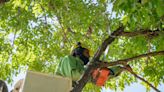 San Isidro impulsa un programa de forestación para plantar 10 mil árboles en todos los barrios