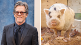 Actor Kevin Bacon Helps Bring His Namesake Pig Home