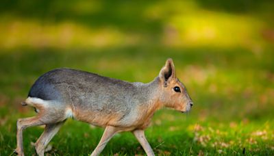 Colorado Resident Out on a Bike Ride Stumbles Across a Rodent Native to South America